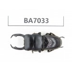 Dorcus sp. Myanmar, Kechin, Nanse. 1M. BA7033.