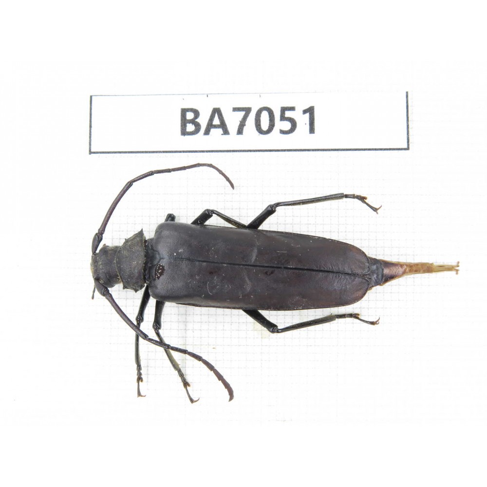 Cerambycidae sp. Myanmar, Kechin, Nanse. 1Pcs. BA7051.
