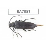 Cerambycidae sp. Myanmar, Kechin, Nanse. 1Pcs. BA7051.