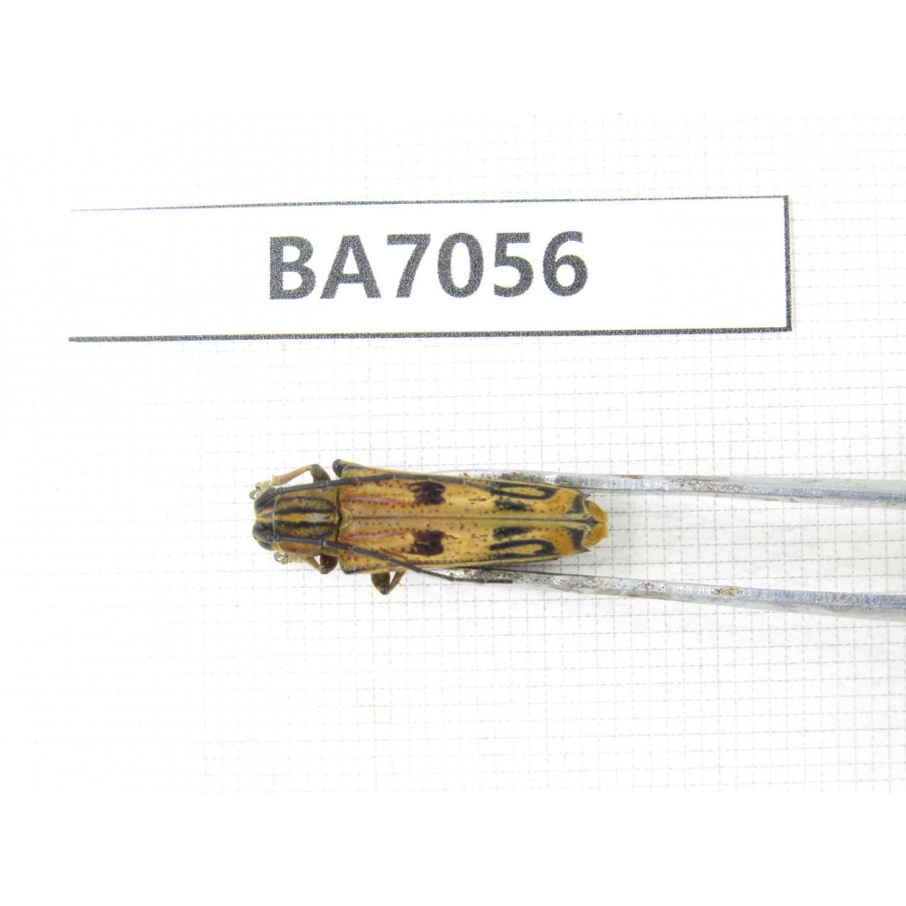 Cerambycidae sp. Myanmar, Kechin, Nanse. 1Pcs. BA7056.