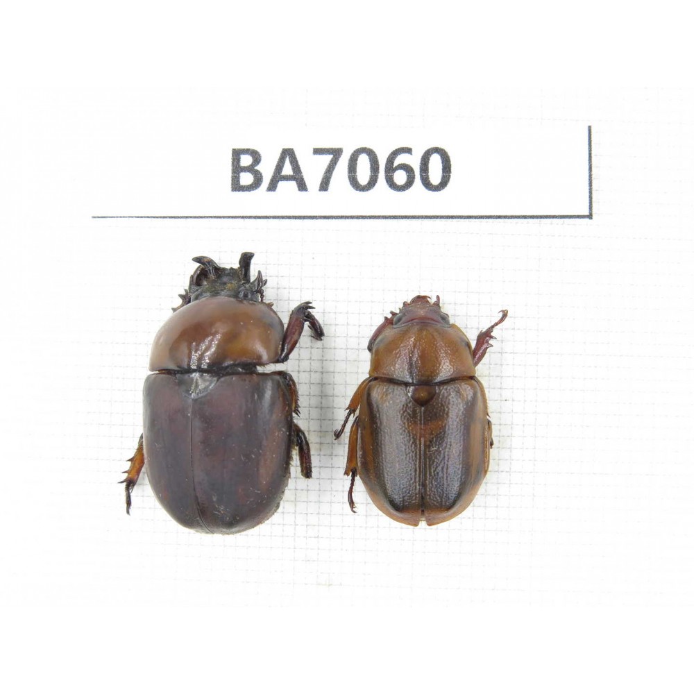 Rutelidae sp. Myanmar, Kechin, Nanse. 1P. BA7060.