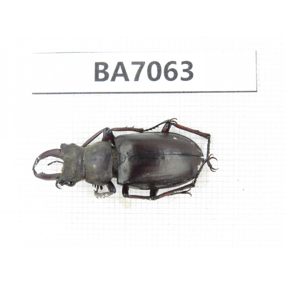 Lucanus sp. Myanmar, Kechin, Nanse. 1M. BA7063.