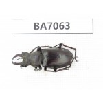 Lucanus sp. Myanmar, Kechin, Nanse. 1M. BA7063.