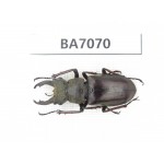 Lucanus sp. Myanmar, Kechin, Nanse. 1M. BA7070.
