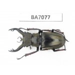 Lucanus sp. Myanmar, Kechin, Nanse. 1M. BA7077.
