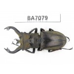 Lucanus tibetanus ssp. Myanmar, Kechin, Nanse. 1M. BA7079.