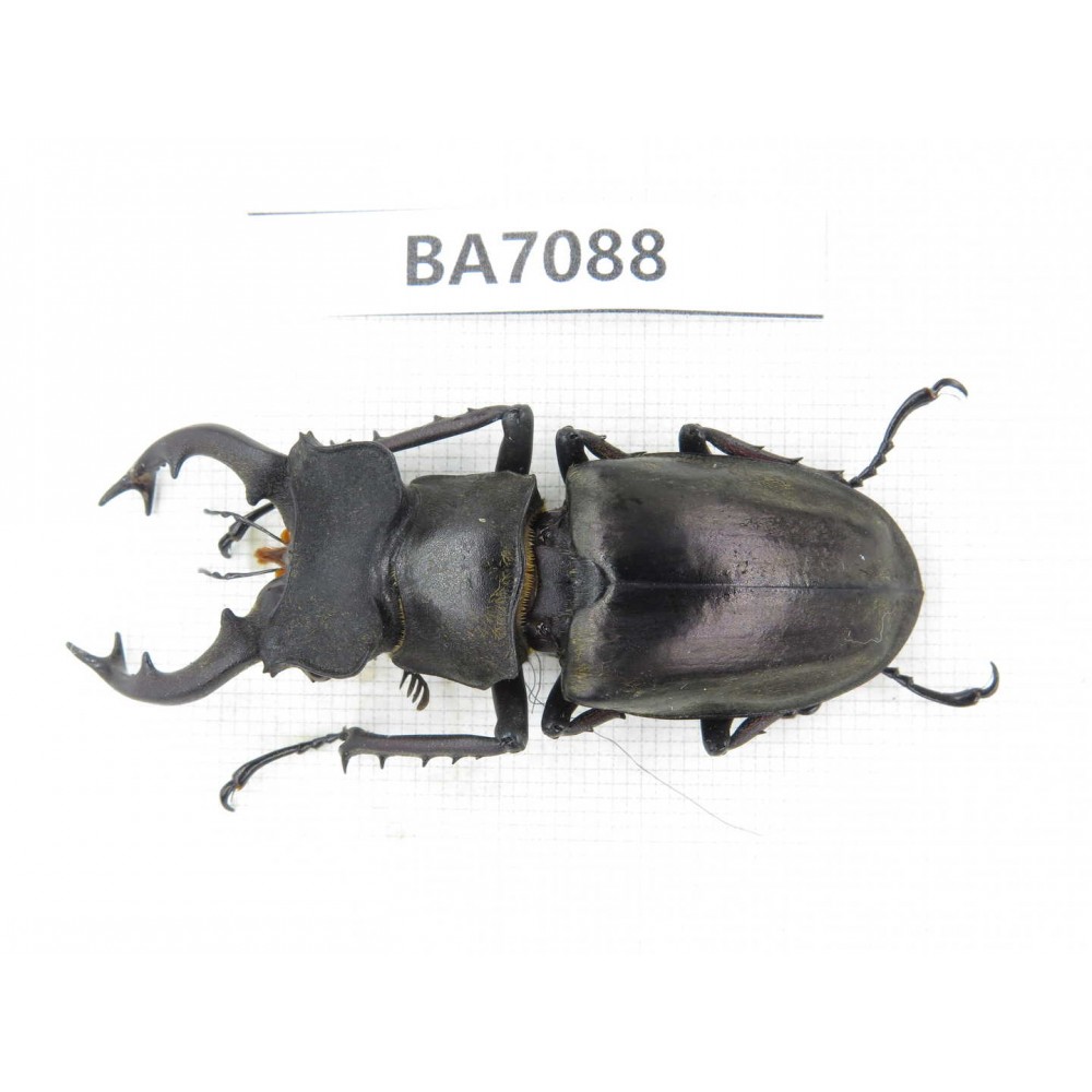 Lucanus nangsara. Myanmar, Kechin, Nanse. 1M. BA7088.