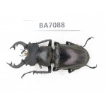 Lucanus nangsara. Myanmar, Kechin, Nanse. 1M. BA7088.