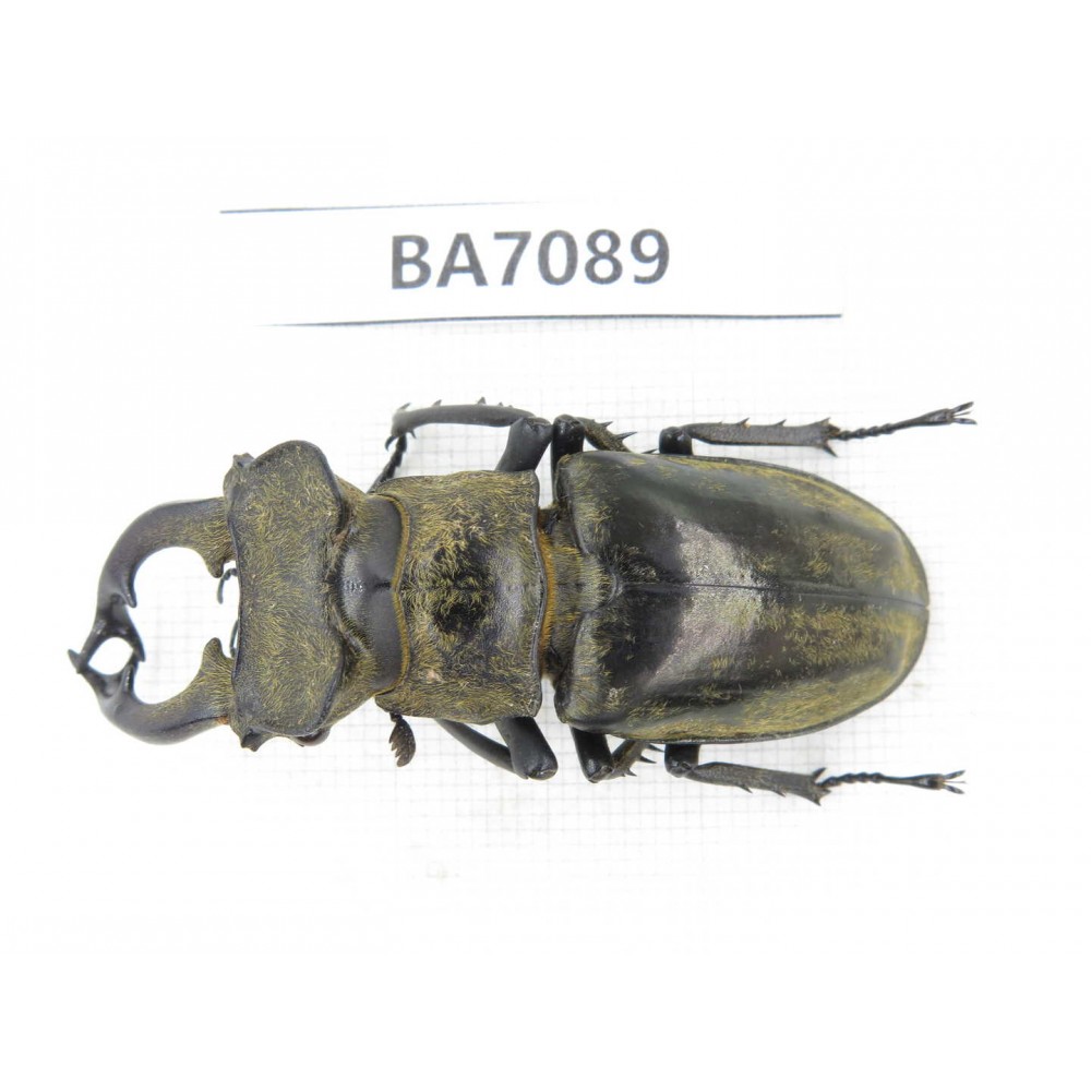 Lucanus nangsara. Myanmar, Kechin, Nanse. 1M. BA7089.