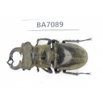 Lucanus nangsara. Myanmar, Kechin, Nanse. 1M. BA7089.