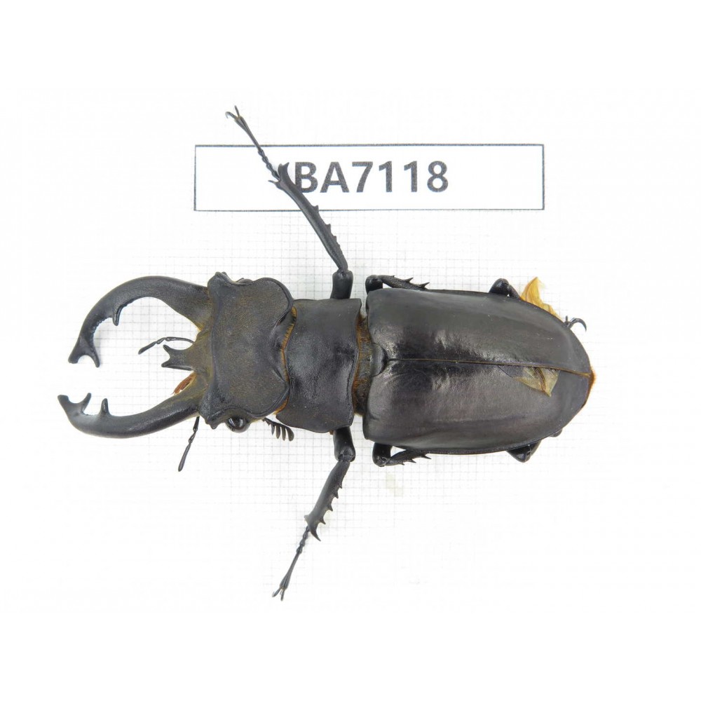 Lucanus fryi. China, Tibet, Linzhi, Motuo county. 1M. BA7118.