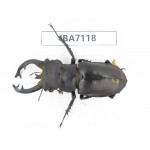 Lucanus fryi. China, Tibet, Linzhi, Motuo county. 1M. BA7118.