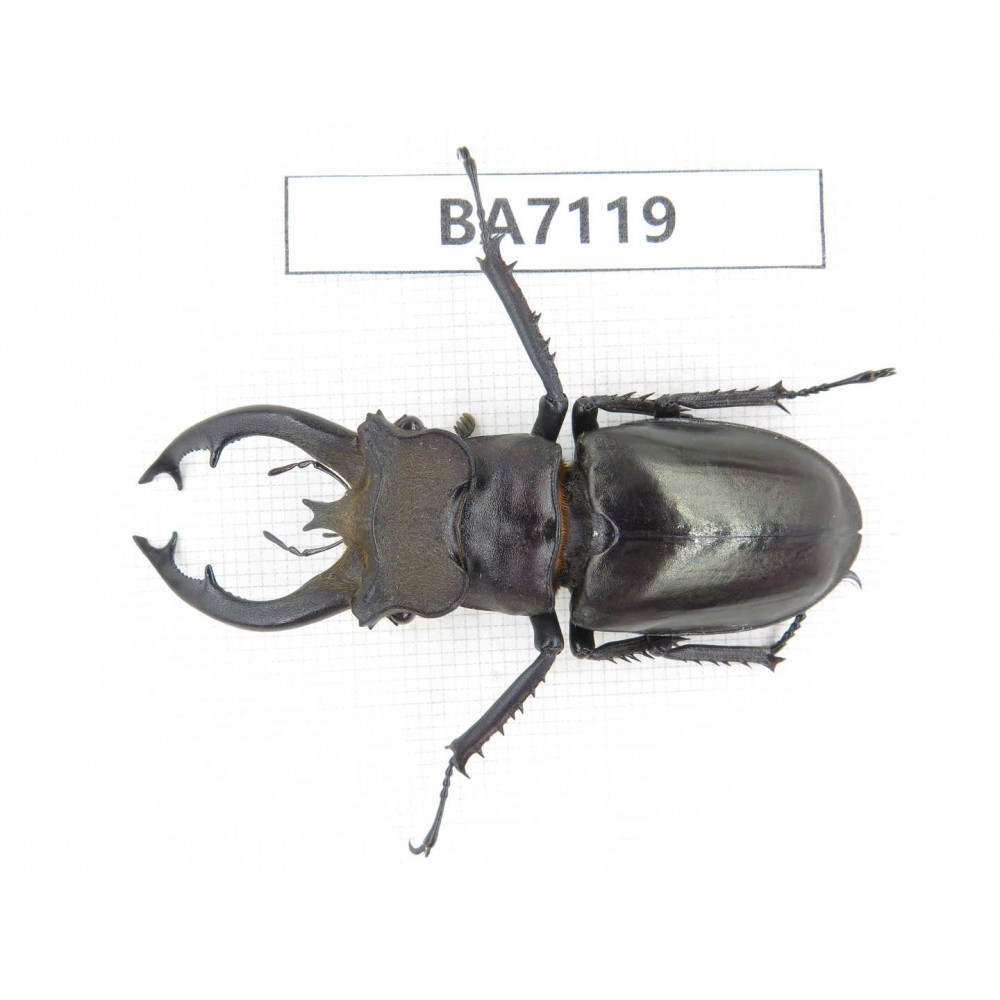 Lucanus fryi. China, Tibet, Linzhi, Motuo county. 1M. BA7119.