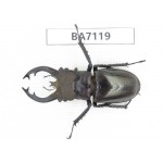 Lucanus fryi. China, Tibet, Linzhi, Motuo county. 1M. BA7119.