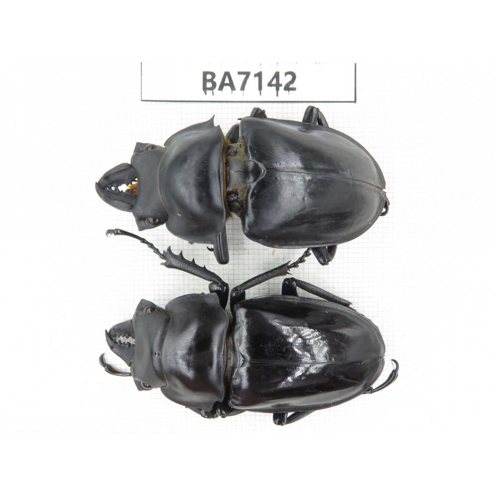 Neolucanus sp. China, Yunnan, Honghe, Jinping county. 2M. BA7142.
