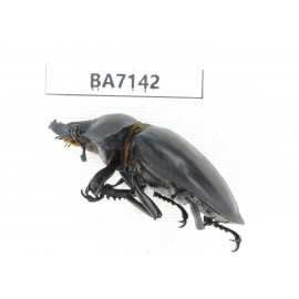 Neolucanus sp. China, Yunnan, Honghe, Jinping county. 2M. BA7142.