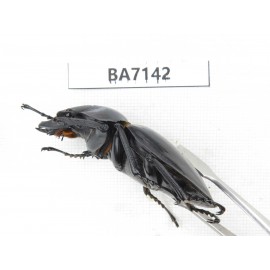 Neolucanus sp. China, Yunnan, Honghe, Jinping county. 2M. BA7142.