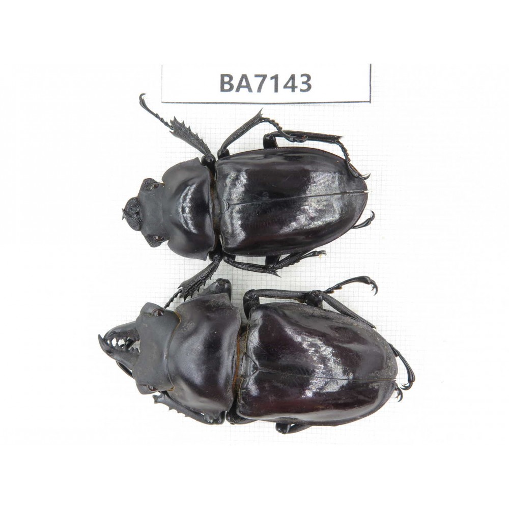 Neolucanus sp. China, Yunnan, Honghe, Jinping county. 1P. BA7143.