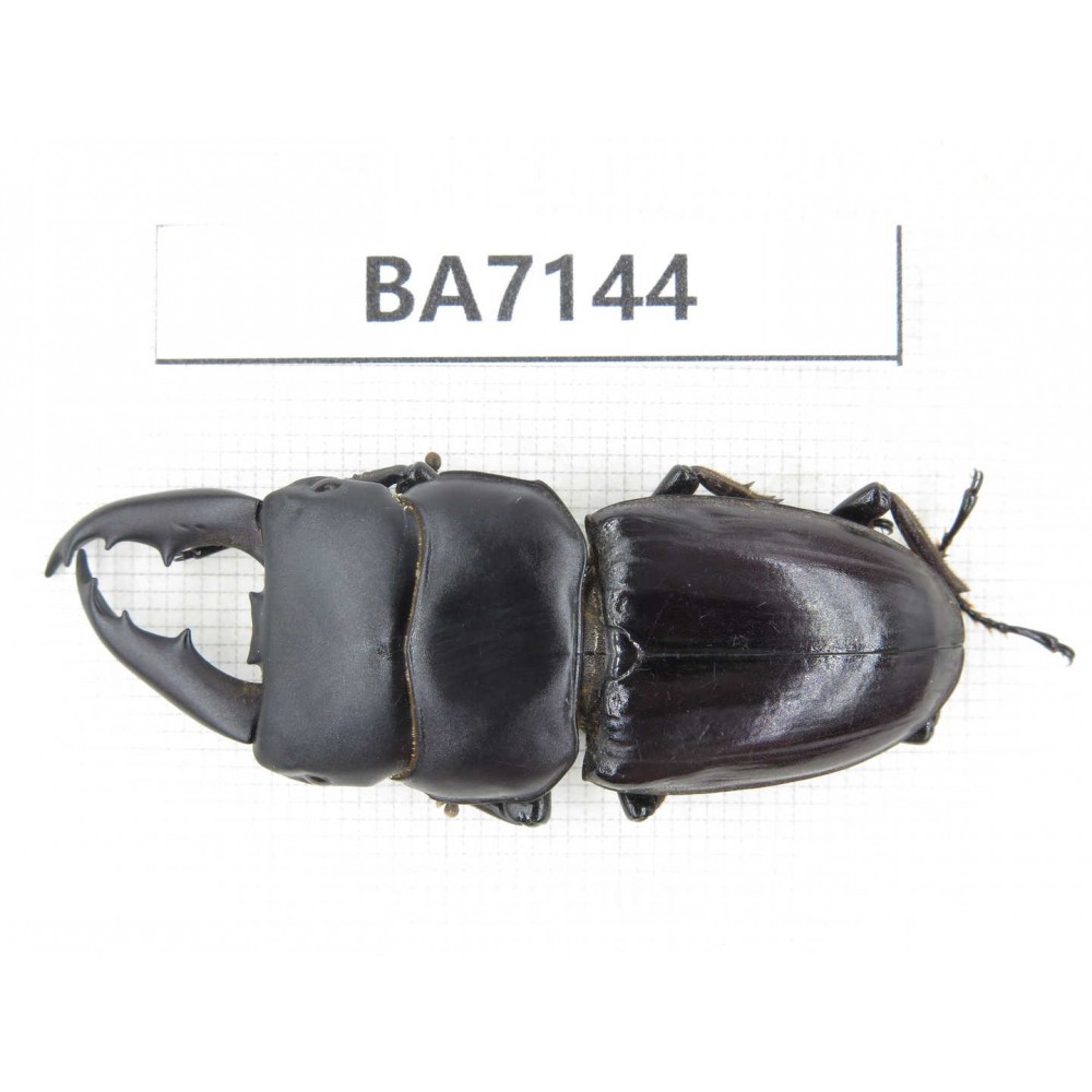Dorcus sp. China, Yunnan, Honghe, Jinping county. 1M. BA7144.