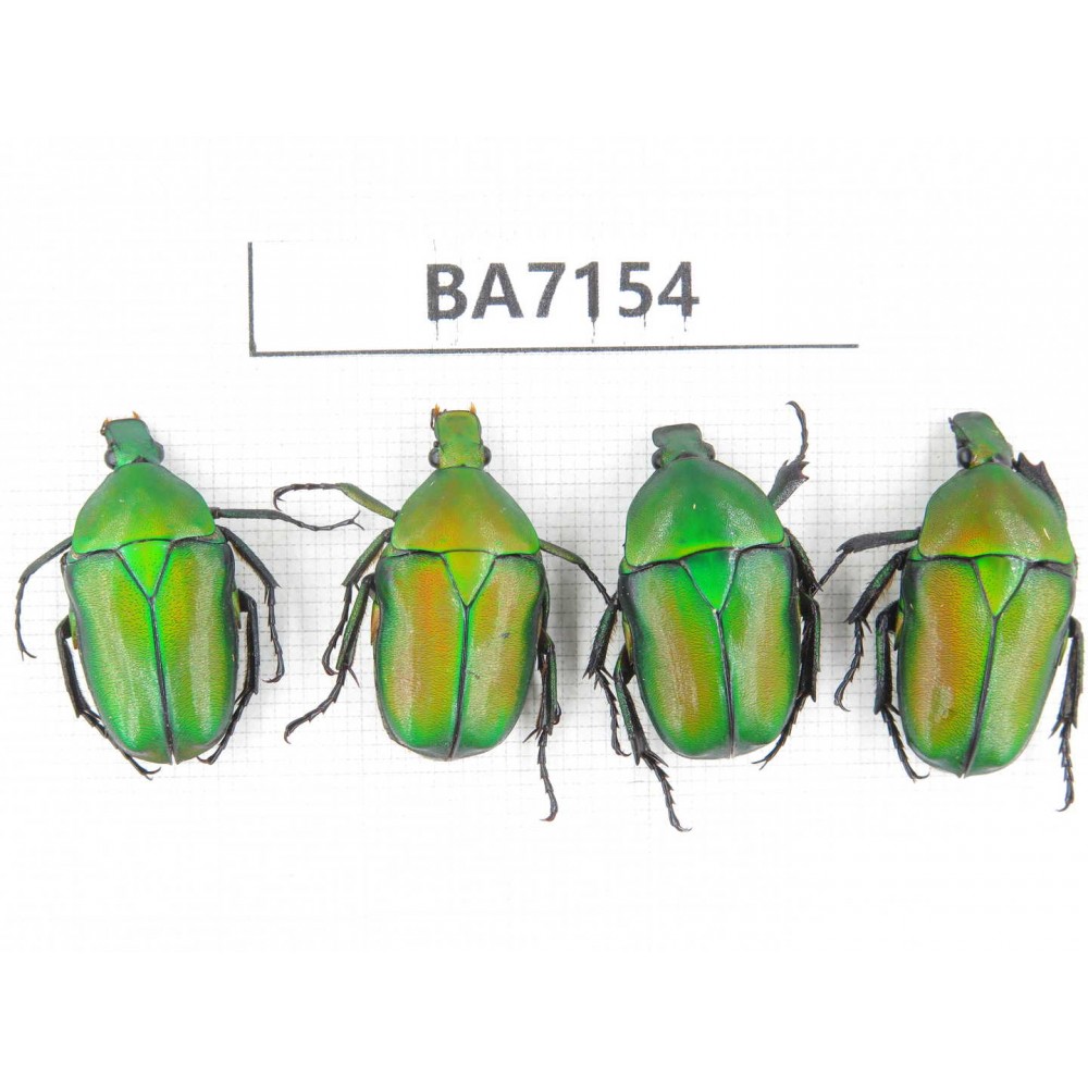 Cetoniidae sp. China, Guizhou, Tongren, Mt.Fanjingshan. 4Pcs. BA7154.