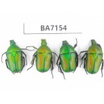 Cetoniidae sp. China, Guizhou, Tongren, Mt.Fanjingshan. 4Pcs. BA7154.