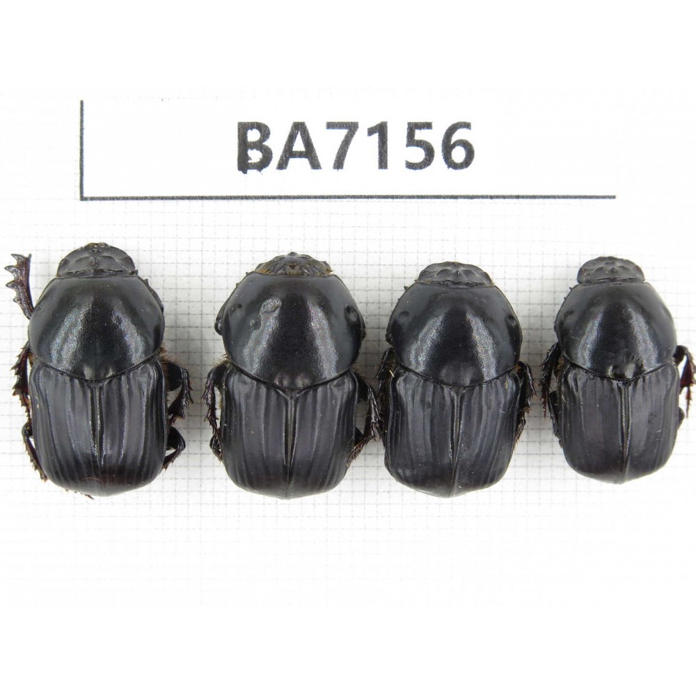 Geotrupidae sp. China, Guizhou, Tongren, Mt.Fanjingshan. 4Pcs. BA7156.