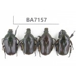 Cetoniidae sp. China, Guizhou, Tongren, Mt.Fanjingshan. 4Pcs. BA7157.