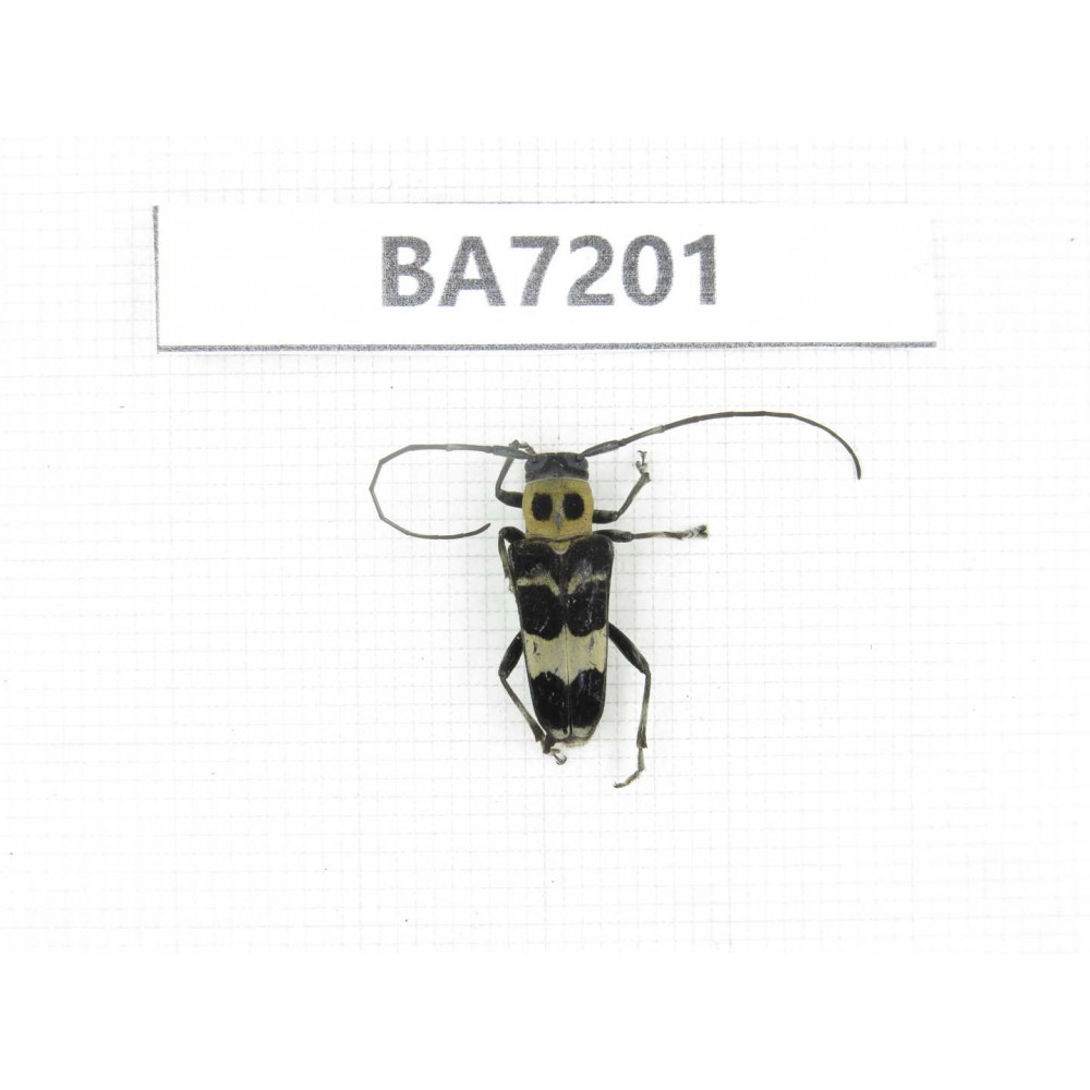 Cerambycidae sp. China, Gansu, Wenxian county. 1Pcs. BA7201.