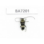 Cerambycidae sp. China, Gansu, Wenxian county. 1Pcs. BA7201.