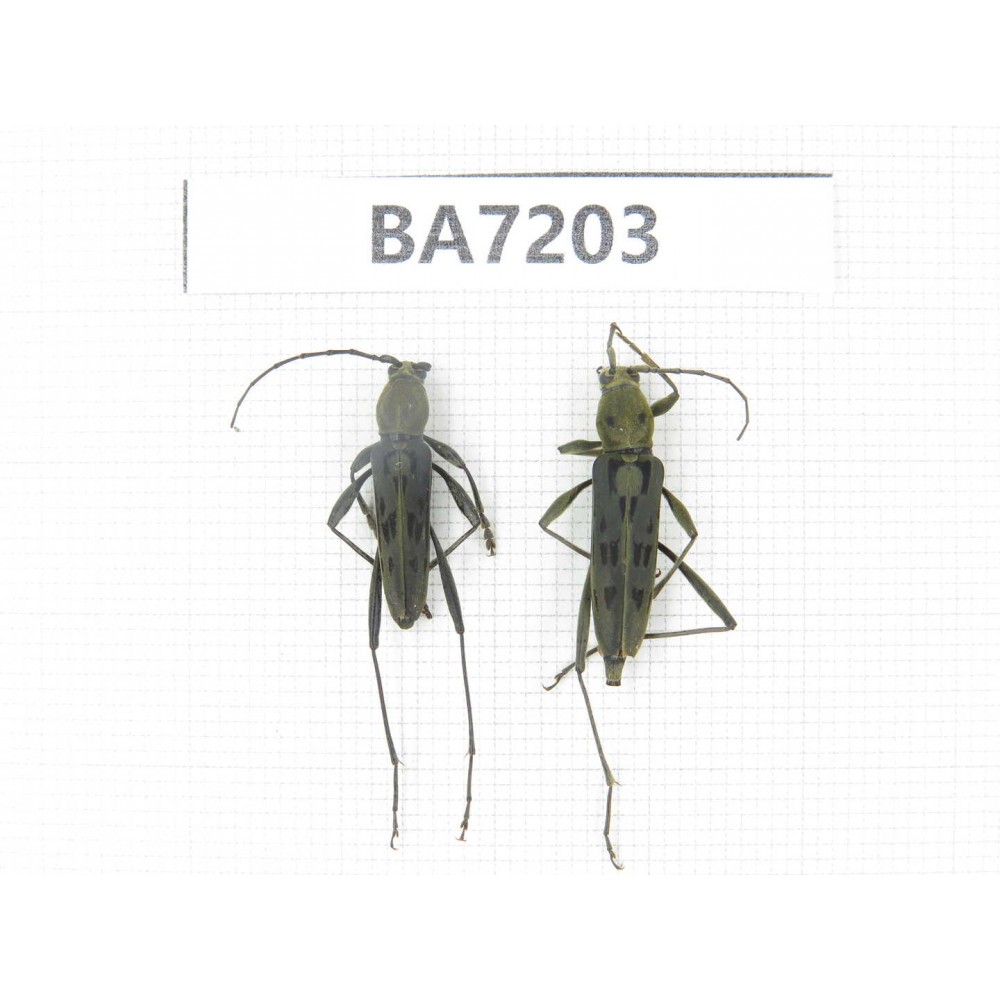 Cerambycidae sp. China, Gansu, Wenxian county. 2Pcs. BA7203.