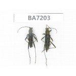 Cerambycidae sp. China, Gansu, Wenxian county. 2Pcs. BA7203.