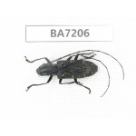 Cerambycidae sp. China, Gansu, Wenxian county. 1Pcs. BA7206.