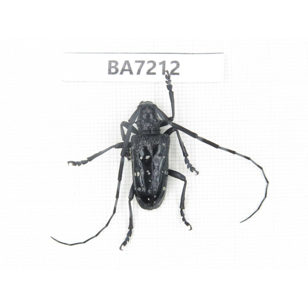 Cerambycidae sp. China, Gansu, Wenxian county. 1Pcs. BA7212.