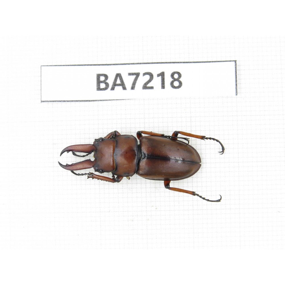 Prosopocoilus sp. China, Gansu, Wenxian county. 1Pcs. BA7218.