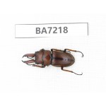 Prosopocoilus sp. China, Gansu, Wenxian county. 1Pcs. BA7218.
