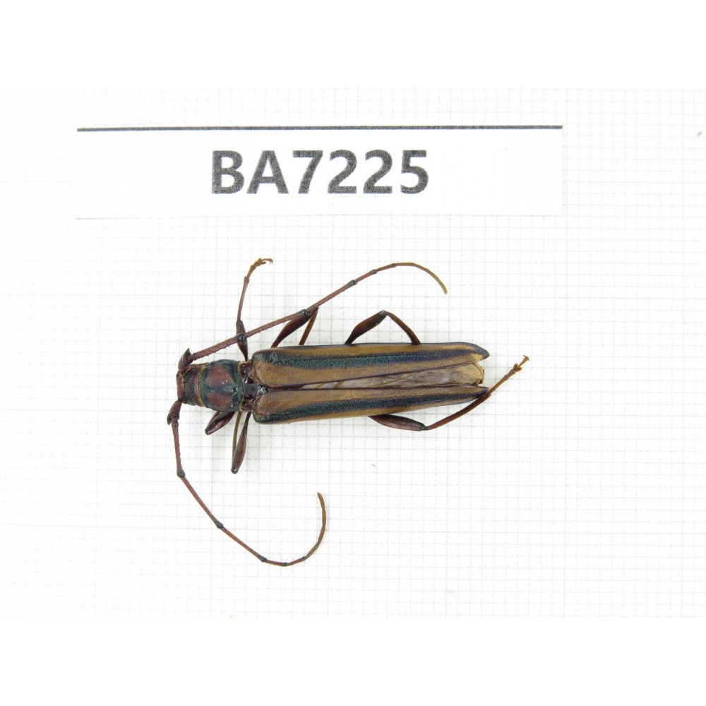 Cerambycidae sp. China, Yunnan, Lijiang, W of Yulong county. 1Pcs. BA7225.