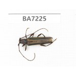 Cerambycidae sp. China, Yunnan, Lijiang, W of Yulong county. 1Pcs. BA7225.