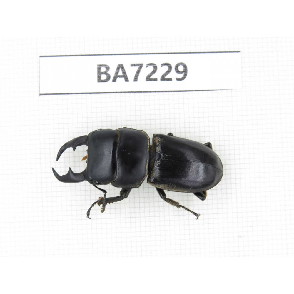 Dorcus sp. China, Yunnan, Chuxiong, Shuangbai county. 1M. BA7229.