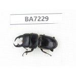 Dorcus sp. China, Yunnan, Chuxiong, Shuangbai county. 1M. BA7229.