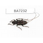 Cerambycidae sp. China, Yunnan, Chuxiong, Shuangbai county. 1Pcs. BA7232.