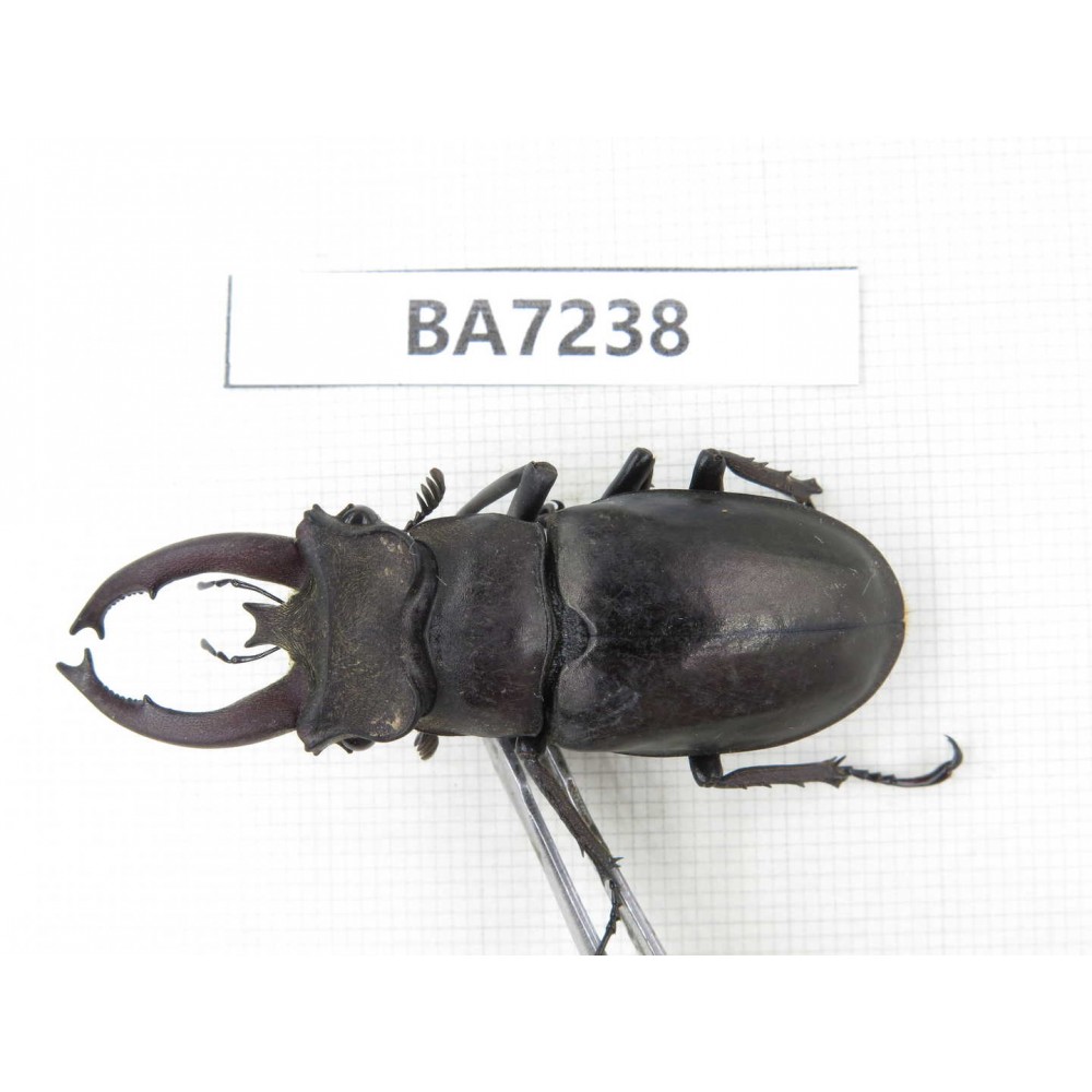 Lucanus fryi. China, Yunnan, Dali, N of Mt.Cangshan. 1M. BA7238.