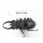 Lucanus fryi. China, Yunnan, Dali, N of Mt.Cangshan. 1M. BA7238.