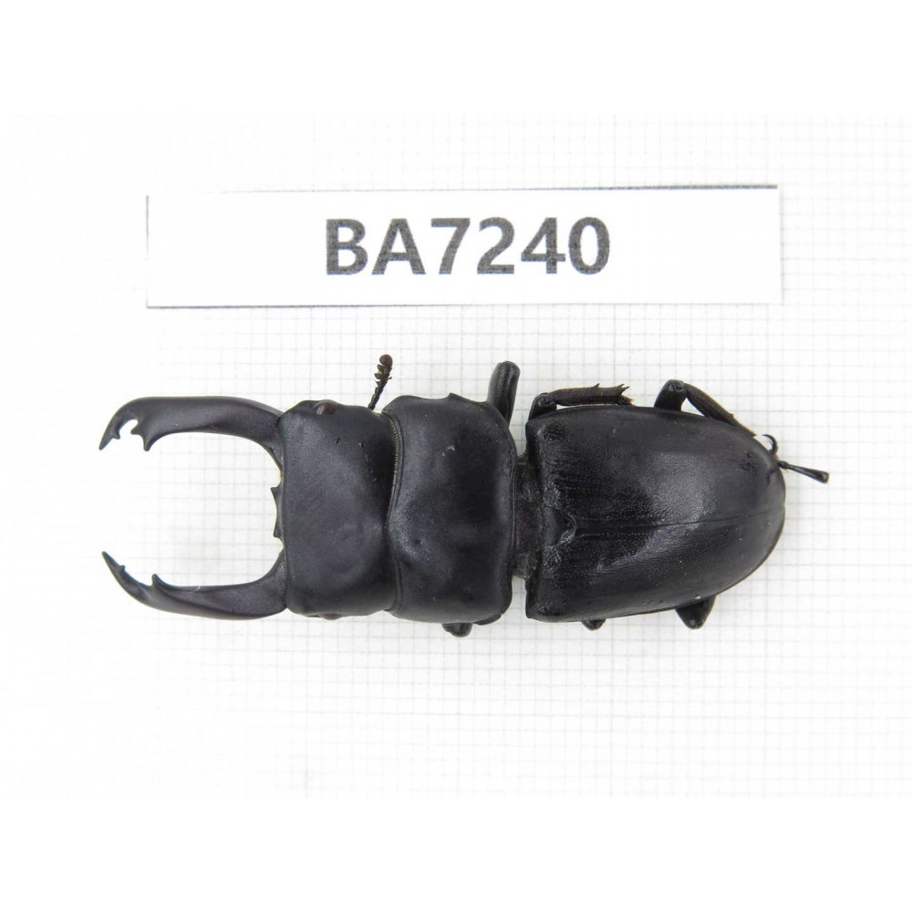 Dorcus sp. China, Yunnan, Dali, C of Mt.Cangshan. 1M. BA7240.