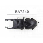 Dorcus sp. China, Yunnan, Dali, C of Mt.Cangshan. 1M. BA7240.