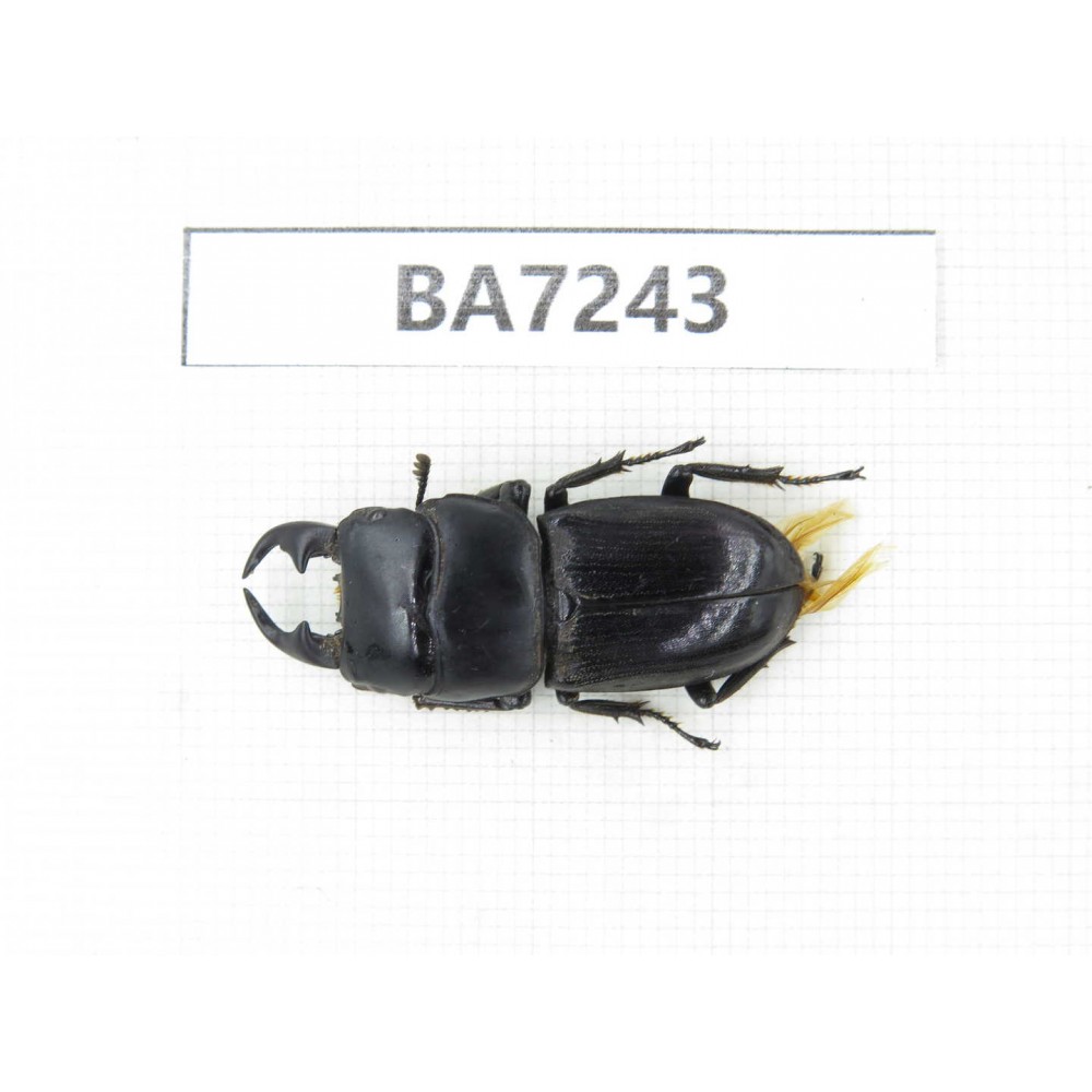 Dorcus sp. China, Yunnan, Yuxi, Xinping county. 1M. BA7243.