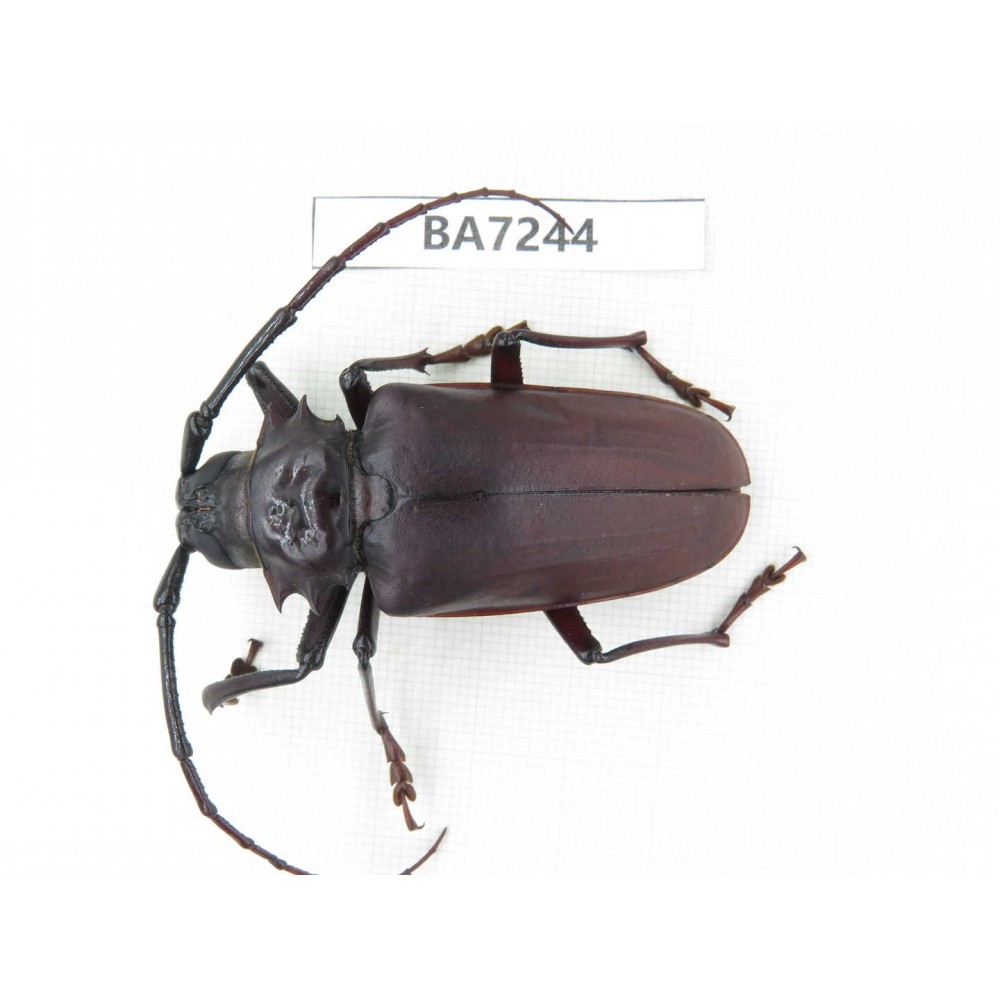 Cerambycidae sp. China, Yunnan, Yuxi, Xinping county. 1Pcs. BA7244.