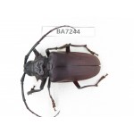 Cerambycidae sp. China, Yunnan, Yuxi, Xinping county. 1Pcs. BA7244.