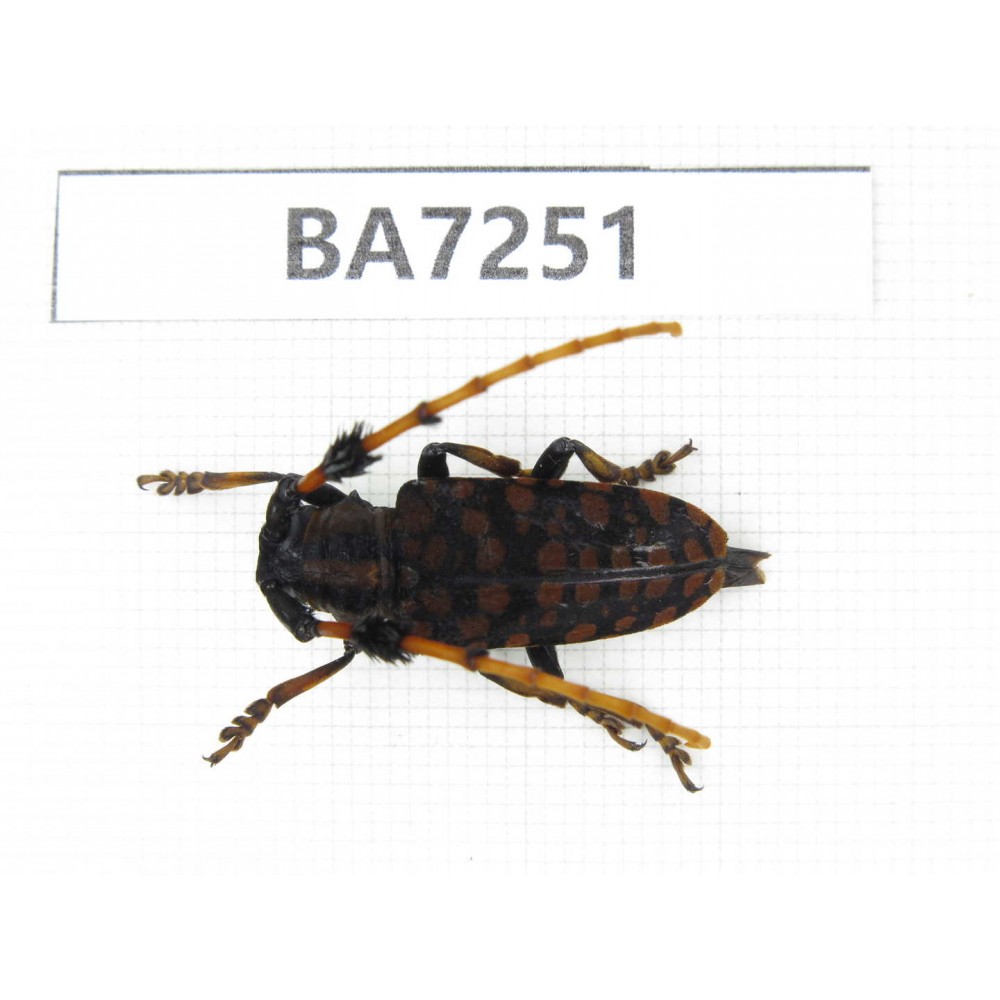 Cerambycidae sp. China, Yunnan, Yuxi, Xinping county. 1Pcs. BA7251.