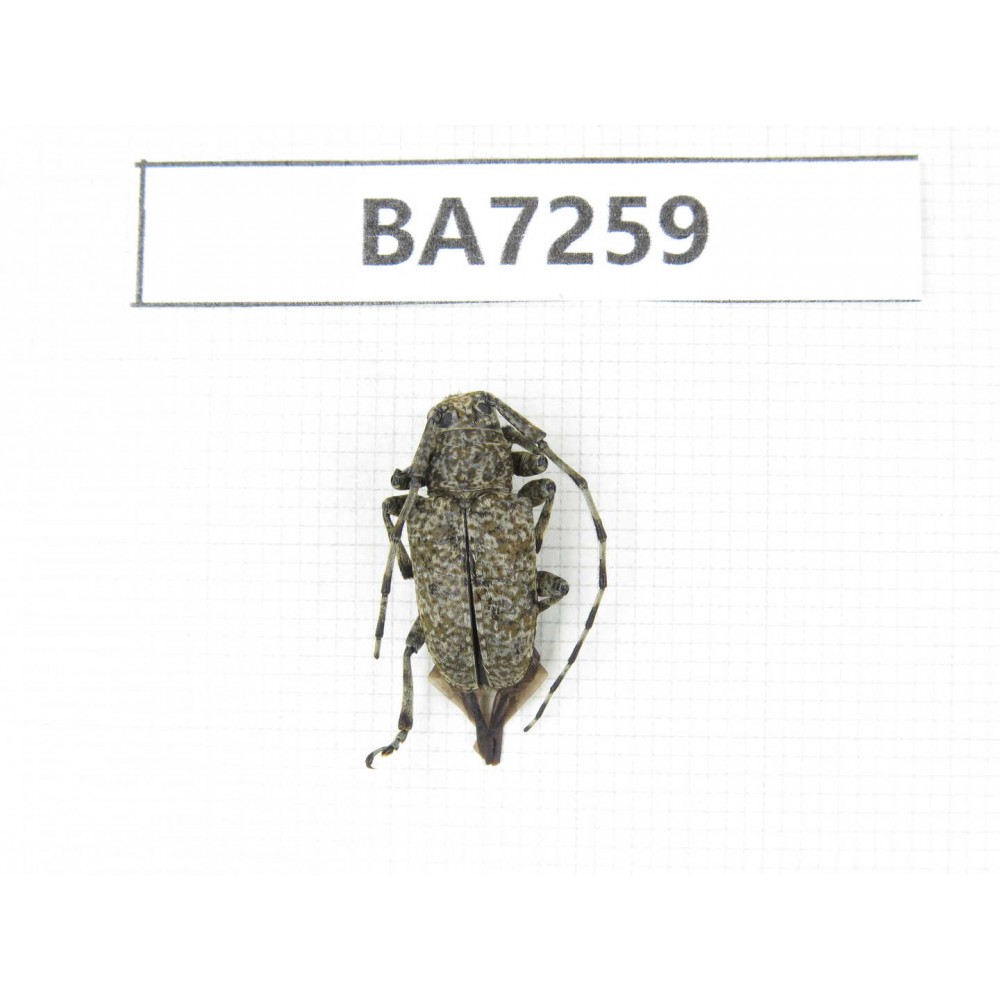 Cerambycidae sp. China, Yunnan, Dali, S of Mt.Cangshan. 1Pcs. BA7259.