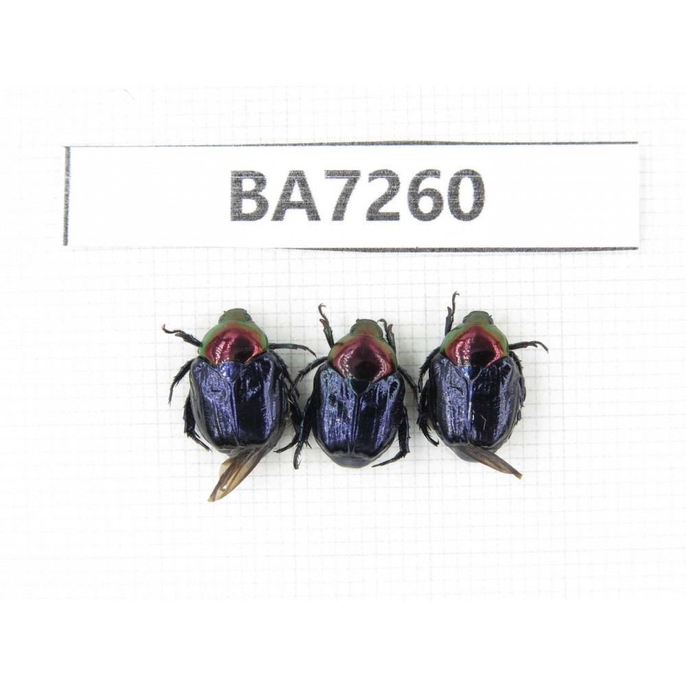 Cetoniidae sp. China, Yunnan, Xiangerila, Mt.Daxueshan. 3Pcs. BA7260.